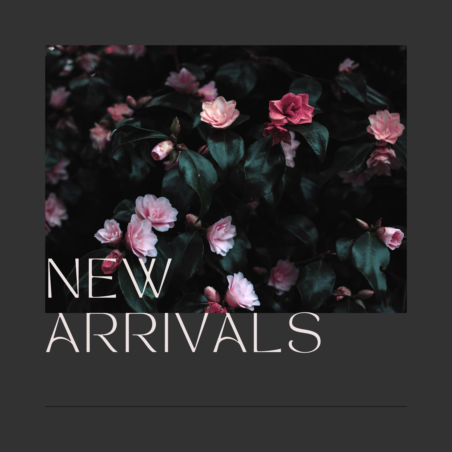 New Arrivals
